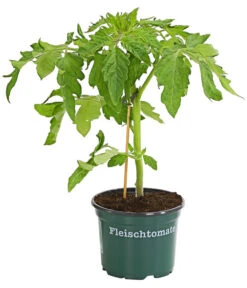 Bioland Fleischtomate -Gardena Store 8842627 WE FS 001 BioFleischtomateT12DehnerExpressHerzig
