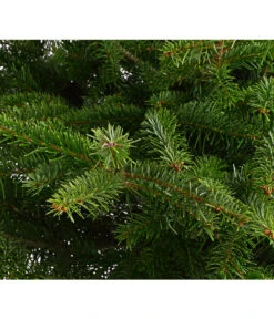 Nordmann-Tanne, Ca. 100-125 Cm, Im Topf Gewachsen -Gardena Store 8995953 WE DE 001 AbiesNordmannianaNordmanntanne100 125Container8LiterDehnerExpressHerzig