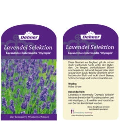 Lavendel 'Olympia' 5 Lavendel 'Olympia' -Gardena Store LavendelOlympia