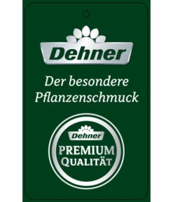 Schmetterlingsorchidee - Phalaenopsis Cultivars 'Big Lip', Kaskade -Gardena Store PremiumPhalaenopsis Phala 04052016 1 1