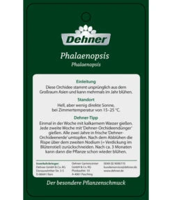Schmetterlingsorchidee - Phalaenopsis Cultivars 'Twister' -Gardena Store PremiumPhalaenopsis Phala 04052016 2