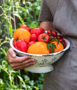 Tomate 'Garance' -Gardena Store WE MO 001 Ernte Tomate 05