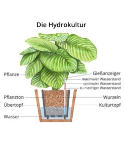 Drachenbaum - Dracaena Compacta, Hydrokultur -Gardena Store WE MO Hydrokultur Hydropflanze Grafik 6